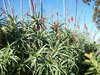 Pflanze Baum Aloe groß ( Aloe arborescens)