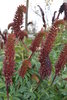 Pflanze großer Honigstrauch (Melianthus major)