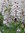 Planta de Falsa Acacia, acacia Blanca (Robinia pseudoacacia)