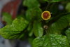 Pflanze Parakresse Husarenknopf Jambu (Acmella oleracea) Spilanthes