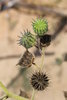 Velvetleaf seeds (Abutilon theophrasti)