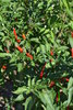 Semilla de Chile Tabasco (Capsicum frutescens)