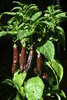 Aji Panca - Aji Brown seeds ( Capsicum baccatum)