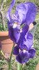 Lirio azul, Lirio común (Iris germanica)