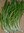Mexican coriander, bhandhania, long coriander seeds (Eryngium foetidum)