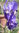 semillas Iris azul germanico, iris barbados (Iris germanica)