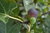 Fig Tree , black fruit Seeds (Ficus Carica)