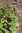 Plant of Vietnamese Coriander (persicaria odorata)
