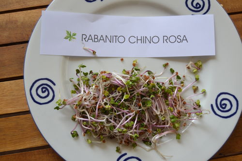 1000 Gr. de Semillas de rabanito rosa (Raphanus sativus var. sativus) Germinados