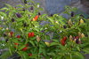 Samen bolivian rainbow Chilli (Capsicum annuum)