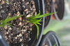 20 Rhizome Erdmandel (Cyperus esculentus)