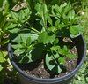 Pflanze Java Ginseng , Tu Ren Shen, Espinaca de Surinam (Talinum paniculatum)