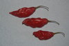 Semillas Habanero Maya Rojo (Capsicum chinense)