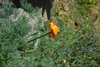 500 seeds California poppy  (Eschscholzia californica)