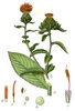 Safflower seeds (Carthamus tinctorius)