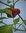 Semillas chile seta jamaicano rojo (Capsicum chinense)
