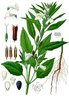 Semillas de sesamo (Sesamum indicum)