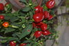 "Hot dot" Chili seeds (Capsicum annuum)