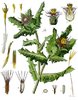 St. Benedict's thistle, holy thistle seeds  (Centaurea benedicta)
