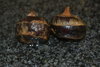 Water chestnut Rhizomes (Eleocharis dulcis)